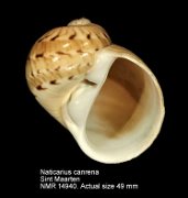 Naticarius canrena (7)